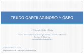 TEJIDO CARTILAGINOSO Y ÓSEO - … · Identificar los componentes de los tejidos cartilaginoso y óseo. Conocer el origen, características y la forma de nutrición. ... Tipos de