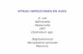 OTRAS INFECCIONES EN AVESsoda.ustadistancia.edu.co/enlinea/mariabelalcazar_microbiologia/... · Resultado de septicemias: colibacilosis, salmonelosis, pasteurelosis ...