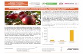 Antracnosis, importancia y manejo integrado en el … · En el año 2013 el tomate de árbol fue una de las frutas que registró un aumento en los precios; ... Es de anotar que el