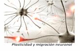 Plasticidad y migración neuronal - kinesiouba.com.arkinesiouba.com.ar/wp-content/uploads/2014/07/plasticidad-y-migraci... · -Olivoespinal, Neuroplasticidad Substituir la función