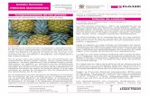Precio de alimentos inició el año al alza Informe de … · nal, pues se dice que su contenido de bromelina con-tribuye al buen funcionamiento de los sistemas circu- ... región