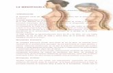 LA MENOPAUSIA - clinicalasalmanza.com.mxclinicalasalmanza.com.mx/LA MENOPAUSIA.pdf · En griego significa Mes y Terminación. Es el cese definitivo de la función ovárica ... Factores
