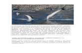 programa de cursos La Isla de los Delfines Balearesweib.caib.es/Programes/promocio_educativa/docs1011/curso_cmm.pdf · -El comportamiento y la cognición social en los mamíferos