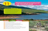 11 de Andalucía Patrimonio natural - cytisan.pbworks.comcytisan.pbworks.com/w/file/fetch/118296801/tema11_ccnn.pdf · Los pinares se adaptan bien a sustratos pedregosos y ... y forma