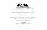 UNIVERSIDAD AUTÓNOMA METROPOLITANA- …148.206.53.84/tesiuami/UAMI10694.pdf · etc. Se distribuye desde el sur de E.U.A. hasta Argentina y Chile (Rzedowsky, 1990). La relación existente