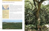 Quejigar de los Llanos del Juncal - juntadeandalucia.es€¦ · Parque Natural Los Alcornocales. El microclima especial de la zona, húmedo y normalmente neblinoso, ... desarrolla