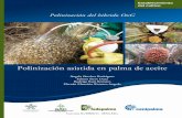 Polinización del hibrido OxG - Fitosanitario · • Reconocimiento de enfermedades en palma ... para el análisis y seguimiento de enfermedades e insectos plaga en las zonas ...