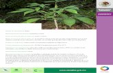 CAOBA - inecol.edu.mx ·  CAOBA Swietenia macrophylla Forma de crecimiento: árbol. Maduración de los frutos: noviembre a enero. Fecha de recolección de semillas: enero a ...