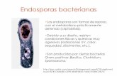 Endosporas bacterianas - depa.fquim.unam.mxdepa.fquim.unam.mx/amyd/archivero/U2h_EstructurasResistencia_194… · •La síntesis de proteínas sigue en la célula madre, pero se