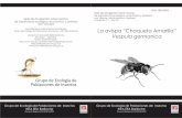 Serie de divulgación sobre insectos Cuadernillo nº 1 - … · Serie de divulgación sobre insectos de importancia ecológica, económica y sanitaria Serie de divulgación sobre