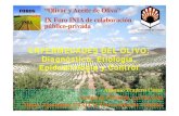 ENFERMEDADES DEL OLIVO: Diagnóstico Etiología … · Epidemiología y Control de Enfermedades del Olivo (P08-AGR-3635) 1. Epidemiología y Control de las micosis aéreas •Desarrollo