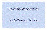 Transporte de electrones - Bioquimica Kinesiologia … · que participan en el transporte electrónico • Los grupos hierro-azufre pueden sufrir una oxidación y una ... el espacio