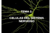 TEMA 1: CELULAS DEL SISTEMA NERVIOSO 1.pdf · dependiendo del tipo de tarea especializada que ... Tema 1: Células del Sistema Nervioso Página 23 No se creía en un principio que