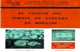 El cultivo del tomate de cáscara en Morelos - … · En cultivo de las hortalizas se ha venido incrementando en los últimos anos en México ... En el Estado de Morelos el tomate
