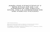 ANÁLISIS FENOTÍPICO Y MOLECULAR DE LA VARIANTE DE FRUTO OVAL EN LA ...digital.csic.es/bitstream/10261/148924/1/vid_prieto_picudo_Pereira.pdf · Longitud celular y densidad celular