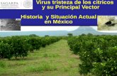 Virus tristeza de los citricos y su Principal Vector ... · Virus tristeza de los citricos y su Principal Vector Historia y Situación Actual en México . Importancia de la citricultura