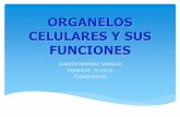 ORGANELOS CELULARES Y SUS FUNCIONES - …mariagonzalezu.weebly.com/uploads/6/3/2/2/6322285/organelos... · • Se dividen en leucoplastos, ... los cloroplastos desempeñan una función