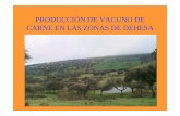 PRODUCCIÓN DE VACUNO DE CARNE EN LAS … · PRODUCCIÓN DE VACUNO DE CARNE EN LAS ZONAS DE DEHESA. DEHESA: ... Censos de ganado bovino Andalucía 198.300 Co, Se, Hu, Ca, Ma Castilla-