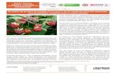 El cultivo de la mora de Castilla (Rubus glucus Benth ... · del cultivo como la poda, las fumigaciones, el con-trol de malezas y la cosecha, entre otras actividades culturales. Dentro