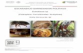 ESCARABAJO BARRENADOR POLÍFAGO - gob.mx · DE LA PLAGA El insecto barrenador y polífago conocido ... persimonio, nuez, nuez de macadamia y vid (Eskalen et al., 2013a) que de acuerdo