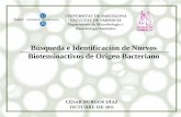 Búsqueda e Identificación de Nuevos Biotensioactivos ...diposit.ub.edu/dspace/bitstream/2445/96143/1/Seminari10Burgos.pdf · Biotensioactivos de Origen Bacteriano. CÉSAR BURGOS