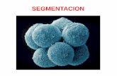 SEGMENTACION - dbbe.fcen.uba.ar · SEGMENTACION . Wolpert L. Segmentación Fosforila FT que permiten la s! de proteínas necesarias para la replicación del ADN Controla la dicotomía