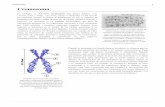 Cromosoma - planetciencia.weebly.com · formación de entidades discretas e independientes: ... genéticos ligados al sexo, publicados en 1910, lo que ... genes son ricos en pares