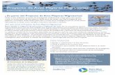 Proyecto de Aves Playeras Migratorias · de hábitat, cambio climático – en particular, incremento en el nivel del mar – y contaminación. Mediante el uso de las aves playeras