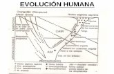 EVOLUCIÓN HUMANA - Sociedad Argentina de Pediatría · ARMADILLO AYOTOCHTLI WECH - HUETEL PERDIZ TEPEZULIN NUM YUTU PIDE ... Contaminación del suelo. Adelantos modernos en técnicas