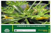 VIROSIS EN CALABACÍNn.pdf · Virus de las manchas anulares de la papaya. Papaya ring spot virus (PRSV) Sintomatología Produce mosaico, hojas filiformes y mosaico y abullonado en