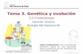 Tema 3. Genética y evolución - dpbiologia.weebly.comdpbiologia.weebly.com/uploads/2/1/5/5/21553524/gtp... · Al comparar los cromosomas en mitosis, se observa que no son iguales,
