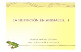 LA NUTRICIÓN EN ANIMALES II - iesdionisioaguado.orgiesdionisioaguado.org/joomla/Distancia/ccnn/bygnutricionanimales2.pdf · LA NUTRICIÓN EN ANIMALES II INTRODUCCIÓN: Una vez que