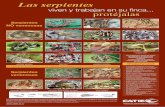 Las serpientes - CATIEgamma.catie.ac.cr/web2/wp-content/uploads/2015/11/Serpientes.2008.pdf · Coral negro Spilotes pullatus Mica ... sobre las marcas de la mordedura. ... Este poster