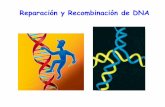 Reparación y Recombinación de DNA - depa.fquim.unam.mxdepa.fquim.unam.mx/amyd/archivero/Clase14_21627.pdf · Ciclo celular Activación Programa transcripcional Reparación de DNA: