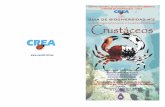 GUIA DE BIODIVERSIDAD - intranetua.uantof.clintranetua.uantof.cl/crea/guia crustaceos.pdf · 3 Introducción Los Decápodos chilenos bentónicos representan alrededor de 250 especies