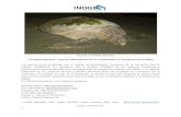 Tortugas marinas: especies indicadoras de los ecosistemas de …inogo.stanford.edu/sites/default/files/Tortugas Marinas... · 2017-07-14 · • Ley de Conservación y de Vida Silvestre