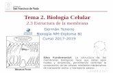 Tema 2. Biología Celular - dpbiologia.weebly.comdpbiologia.weebly.com/uploads/2/1/5/...celular__3ªparte_estructura... · composición de las células mediante mecanismos ... Biología