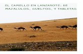 , ya que en inglés al dromedario se le llama “camel”. · Es un animal doméstico que lleva en Canarias más de 600 años. Lo llamamos camello por influencia de los primeros exploradores