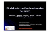 Biodefosforización de minerales de hierro - udec.cl · consiste en dosificar minerales de bajo contenido de P con minerales de alto contenido de P. Estas prácticas generan acumulaciones