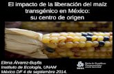 El impacto de la liberación del maíz transgénico en México ...depa.fquim.unam.mx/amyd/archivero/el_impacto_de_la_liberacion_del... · México DF 4 de septiembre 2014. El impacto