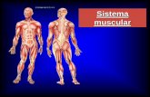 Sistema muscular - entrenadormovil.cog.org.gtentrenadormovil.cog.org.gt/sites/default/files/documentos/capnac... · Para que sirven los musculos. Sostén y postura. Movimiento . Termogénesis.