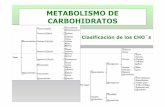 METABOLISMO DE CARBOHIDRATOS - eliasnutri | Just … · 2014-04-17 · Funciones vitales (metabolismo basal): respiración, circulación, etc. • 5. Mantenimiento de la temperatura