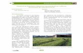 Control de la juncia (Cyperus esculentus) en cultivos ...cifacantabria.org/Documentos/Memoria2006_Juncia.pdf · 190 Foto 1. Parcela con un alto grado de invasión de juncia, utilizada