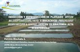 INDUCCIÓN Y REPRODUCCIÓN DE PLATEADO BRYCON …acuacultura.espe.edu.ec/wp-content/uploads/2013/09/Patricio... · • Éxito de piscicultura como bio-industria. ... • Manejo de