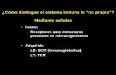 ¿Cómo distingue el sistema inmune lo “no propio”? Mediante ... · El sistema inmunitario cuenta con dos formas de reconocer las moléculas ADAPTATIVO INNATO LT LB Mo PMN LT