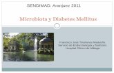 Microbiota y Diabetes Mellitus - sendimad.org · sanos tras 2 semanas de prebióticos (dextrino-maltosa). Oligofructosa en sujetos obesos produjo un descenso en 12 semanas del peso