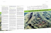 Investigación HA - horizonteadigital.comhorizonteadigital.com/investigacion/ha90/40-48.pdf · Estos ecosistemas híbridos entre los puramente acuáticos y los terrestres, ... 0,83