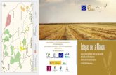 Estepas de La Mancha ganadería extensiva y el cultivo tradicional del cereal, en rotación con barbechos, leguminosas y otros cultivos herbáceos, ha modificado durante siglos el