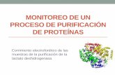 Monitoreo de un proceso de purificación de proteínas · PROCESO DE PURIFICACIÓN DE PROTEÍNAS Corrimiento electroforético de las muestras de la purificación de la lactato deshidrogenasa