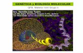 Dra. Herminia Loza Tavera - Genética y Biología Molecular | Blog de … · 2010-08-16 · Las leyes de la herencia Gregorio Mendel, 1860 Monasterio de Sto. ... Producción de insulina